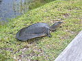 Florida weekschildpad