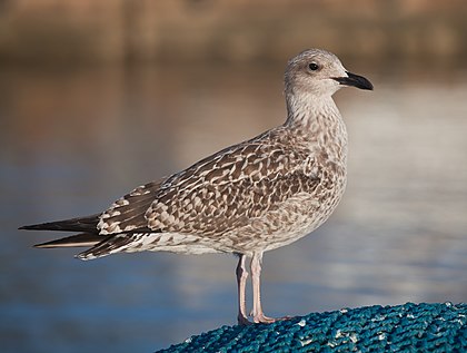 Uma gaivota-de-patas-amarelas jovem (Larus michahellis), Porto do Son, Galiza, Espanha. (definição 4 966 × 3 744)