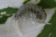 Gammarus tigrinus