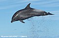 Grand dauphin en Guadeloupe