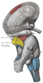 Superficial dissection of brain-stem. Lateral view. The caudate nucleus can be seen above the optic nerve.