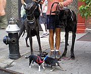 Chihuahuas and Great Danes.