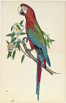 A Green-Winged Macaw, folio from Mary Impey's album of natural history paintings, Attributed by inscription to Shaikh Zain al-Din, Calcutta, about 1780 Green-Winged-Macaw.jpg