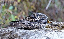 Grey Nightjar.jpg