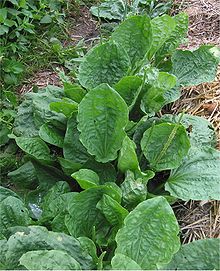 Grote weegbree Plantago major subsp. major.jpg