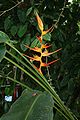 Heliconia latispatha