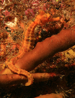 This Pacific Seahorse (Hippocampus ingens) was...