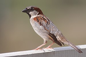 English: A male House Sparrow in Victoria, Aus...
