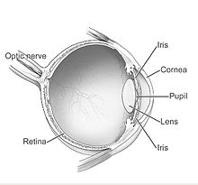 The vitreous humor is contained between the lens and the retina. Human eye diagram-sagittal view-NEI.jpg