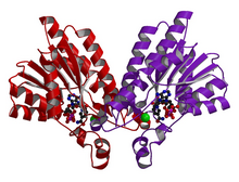 Человеческая ксилулозоредуктаза holoenzyme.png