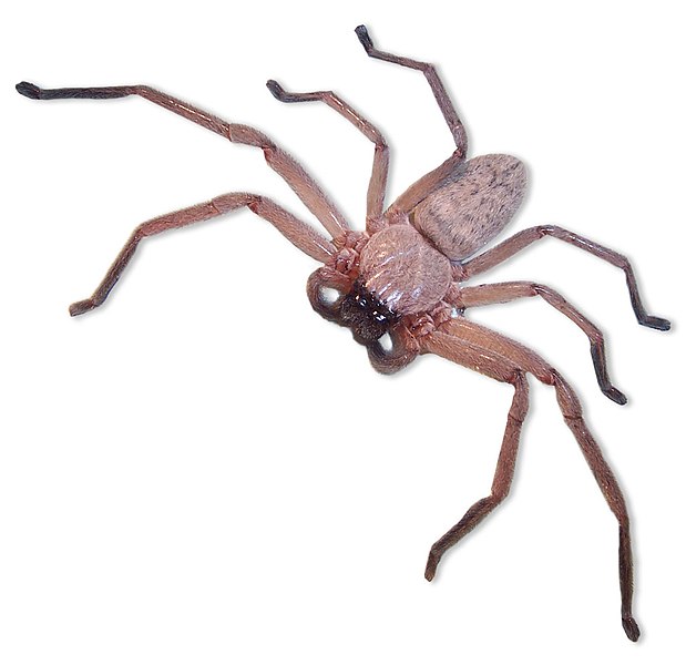 can huntsman spiders hurt dogs