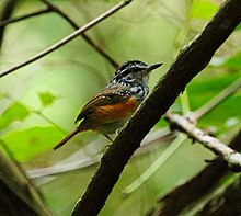 Hypocnemis cantator - Guianan warbling antbird.jpg