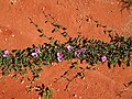 Ipomoea muelleri.jpg