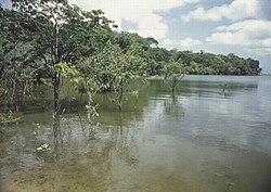 נהר ז'פורה (קולומביה וברזיל)