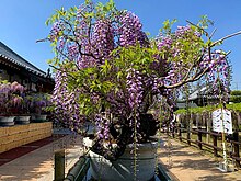 地福寺の藤棚(徳島県石井町)