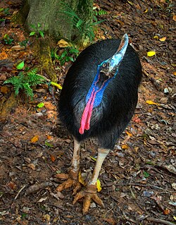 Southern cassowary at Jurong Bird Park, Singapore