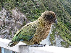 Kea