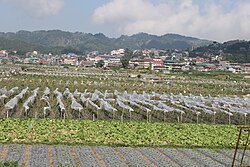 La Trinidad strawberry fields