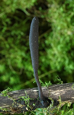 Langstielige Ahorn-Holzkeule (Xylaria longipes).JPG