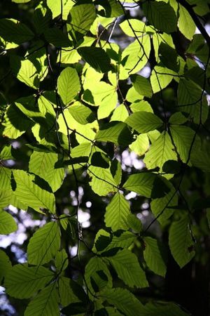 Chlorophyll gives leaves their green color and...