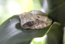 Leptopelis flavomaculatus - MUSE, Trento