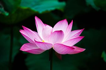 17/11: Flor de Lotus de l'Índia (Nelumbo nucifera)