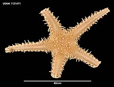 Cheiraster antarcticus (USNM)