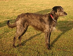 Lurcher Image 003.jpg