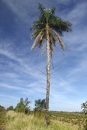 Macaúba em Avaré