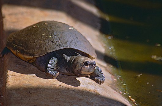 Erymnochelys madagascariensis