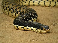 Giant Hognose Snake