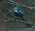 Türkiis-tikksaba (Malurus splendens ssp. callainus)