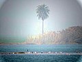 Migratory birds at Ropar Wetland