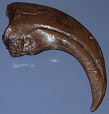 Replica of a large, thick claw