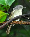 Mountain fulvetta