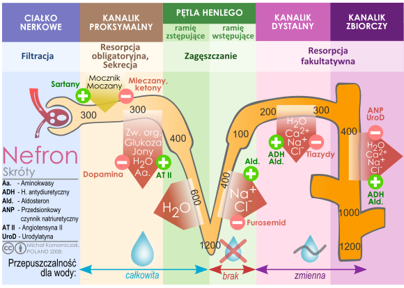 Nephron-urine.svg