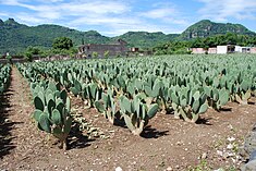 Fügekaktusz-farm, Tlayacapan. A fügekaktusz a mexikói konyha egyik alapanyaga