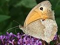 Ochsenauge bei der Nahrungsaufnahme, Meadow Brown during Ingestion