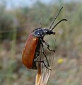 Omophlus lepturoides