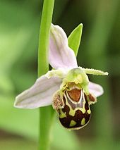 The coloration of the petals and sepals on the bee orchid is controlled by chromoplasts. Ophrys apifera flower1.jpg