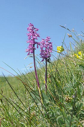 Taimed Allgäu Alpides, Saksamaal