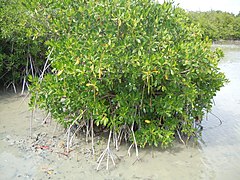 Palétuvier rouge, Rhizophora mangle.