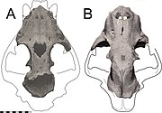 Partial fossil skull in top and bottom view