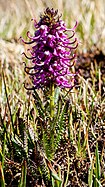 Pedicularis groenlandica in the Sangre de Cristo Mountains, NM