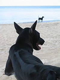 Phu Quoc dog.jpg