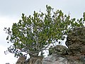 borovice osinatá (Pinus aristata)