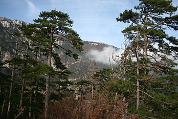 P. nigra subsp. nigra var. pallasiana, Yalta, Crimea