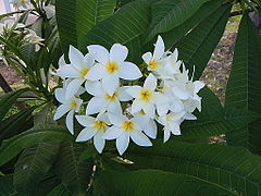 Description de l'image Plumeria obtusa (Les Saintes).JPG.