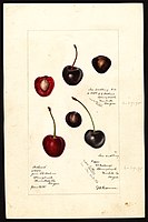 Image of cherries (scientific name: Prunus avium), with this specimen originating in Springbrook, Yamhill County, Oregon, United States. (1895)