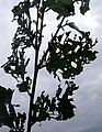 Typical foliage damage sustained in England